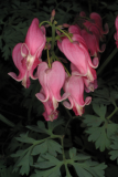 Dicentra 'King of Hearts' RCP10-2005 7.jpg